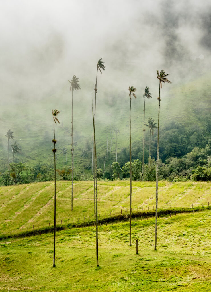 Cocora Valley near Salento in Colombia
